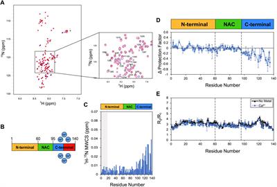 Metal interactions of α-synuclein probed by NMR amide-proton exchange